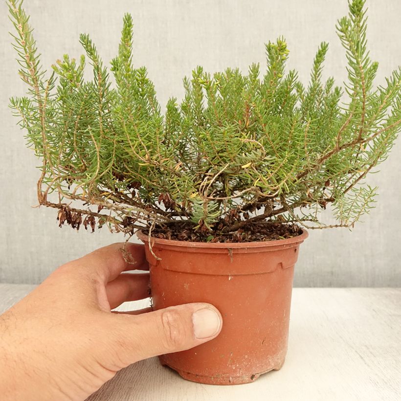 Erica darleyensis Tyann - Winter Heath 1L/1.5L pot sample as delivered in summer