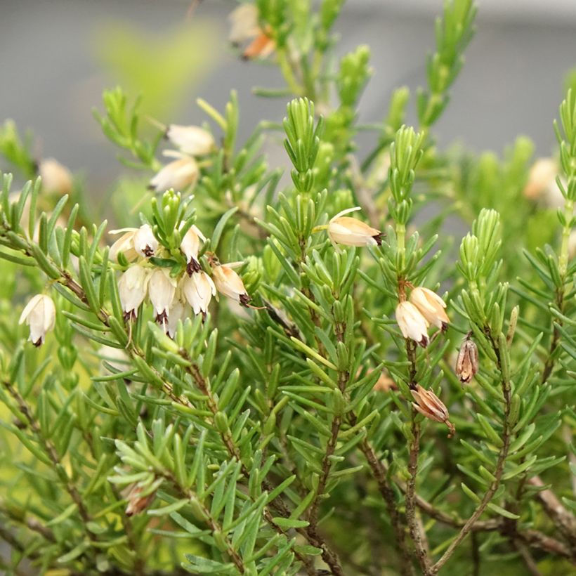 Erica x darleyensis White Glow - Winter Heath (Flowering)
