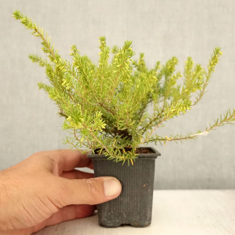 Erica x darleyensis White Glow - Winter Heath 8/9 cm pot sample as delivered in summer