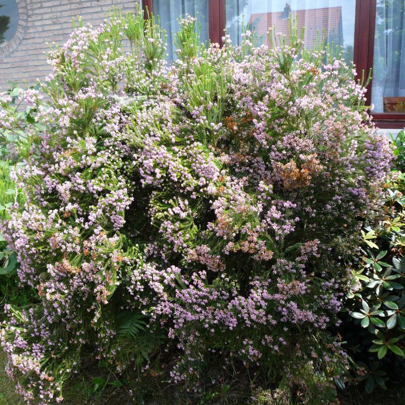 Erica terminalis - Corsican Heath (Plant habit)