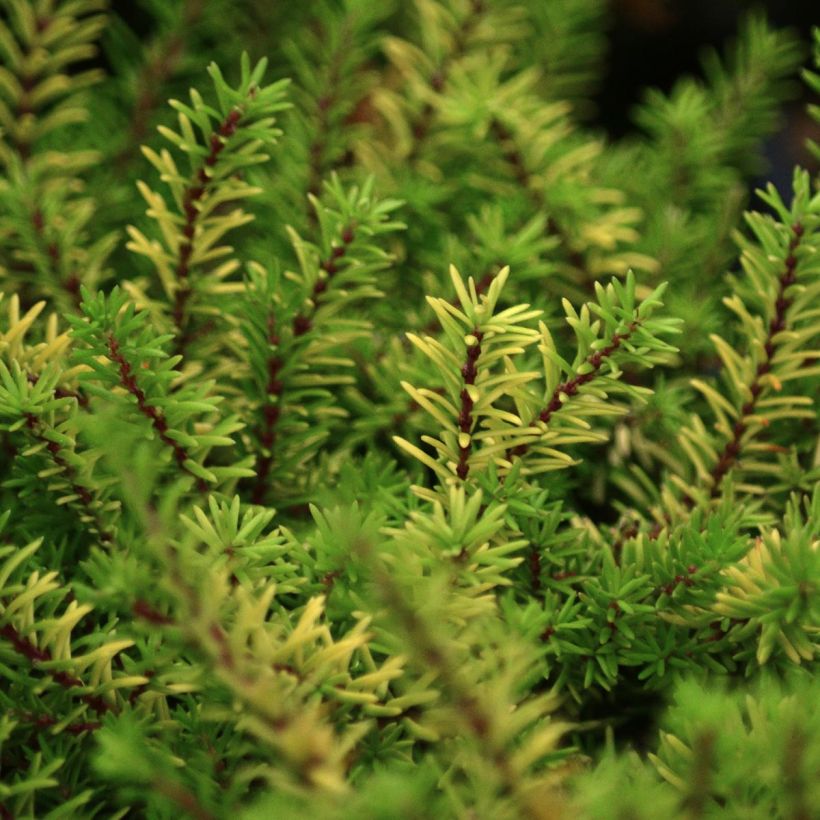 Erica darleyensis Eva Gold - Winter Heath (Foliage)