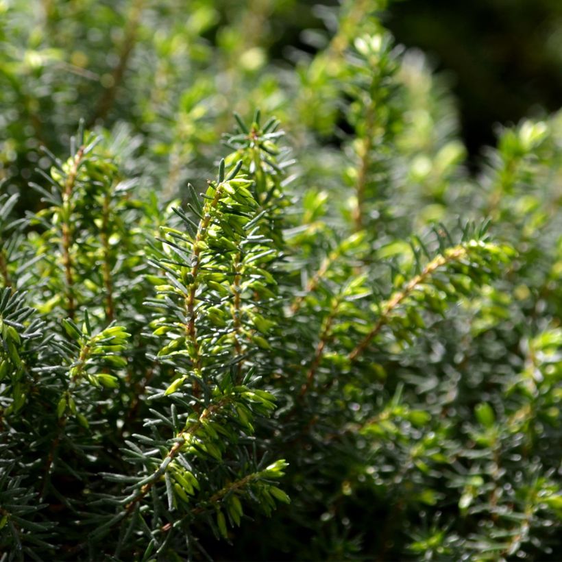 Erica darleyensis Spring Surprise - Winter Heath (Foliage)