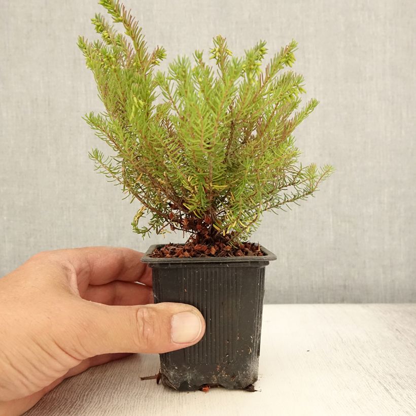 Erica darleyensis Spring Surprise - Winter Heath 8/9 cm pot sample as delivered in summer
