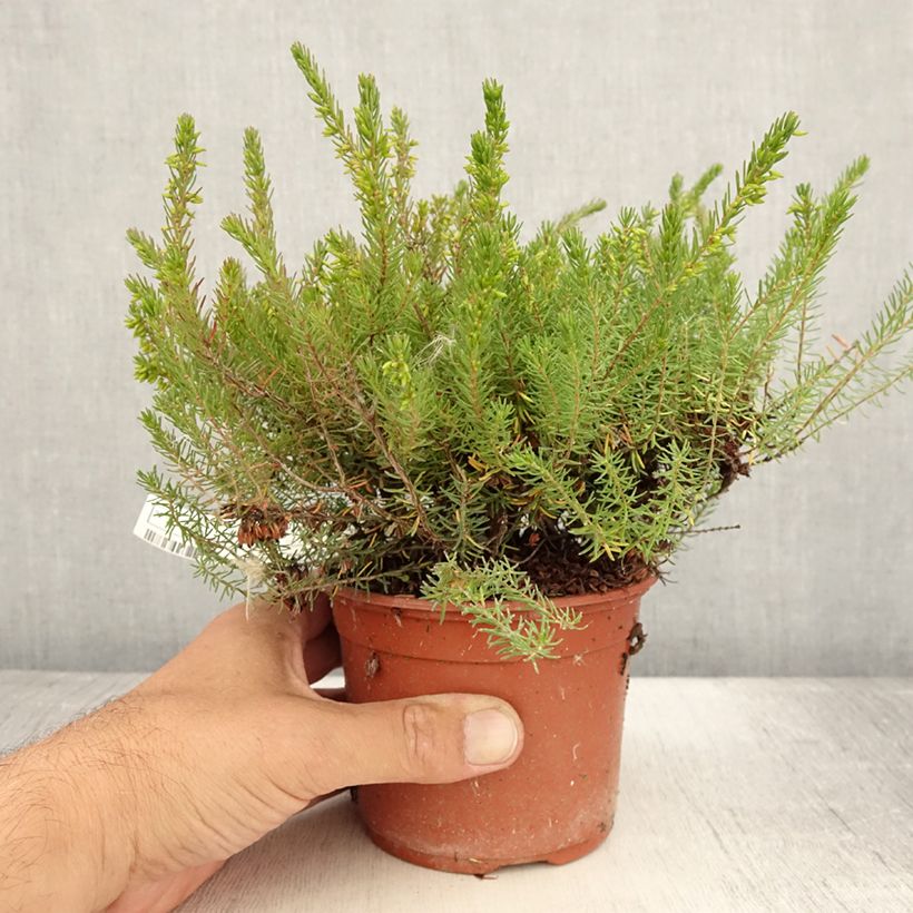 Erica darleyensis Spring Surprise - Winter Heath 1L/1.5L pot sample as delivered in summer