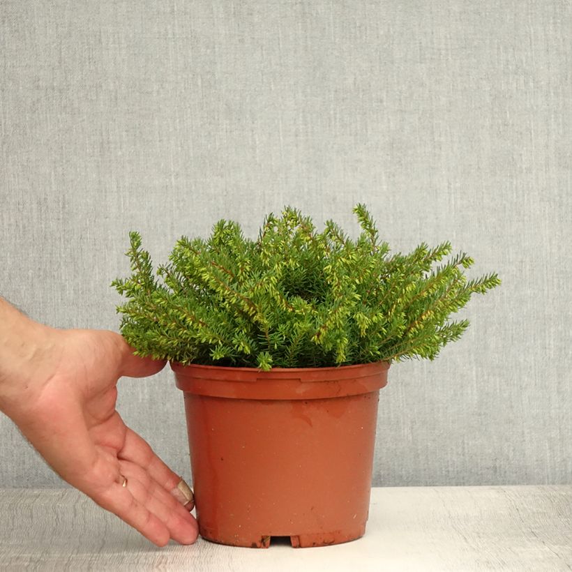 Erica darleyensis Spring Surprise - Winter Heath 2L/3L pot sample as delivered in summer