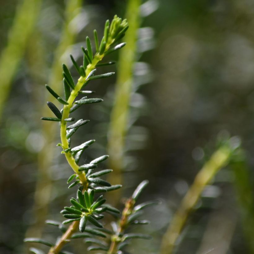 Erica darleyensis Winter Belles Katia - Winter Heath (Foliage)