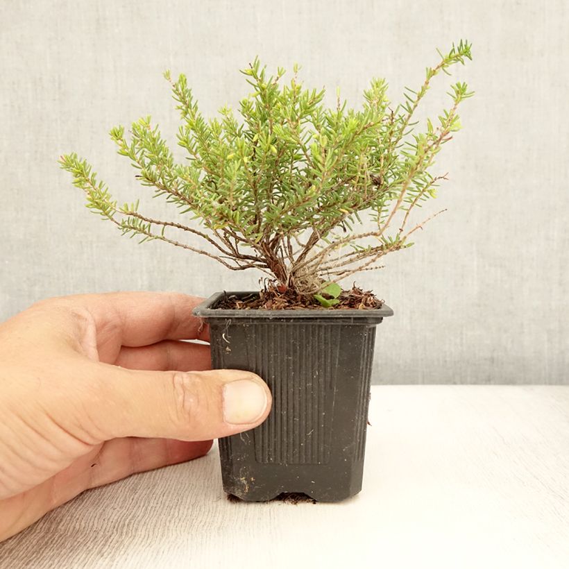 Erica darleyensis Winter Belles Katia - Winter Heath 8/9 cm pot sample as delivered in summer