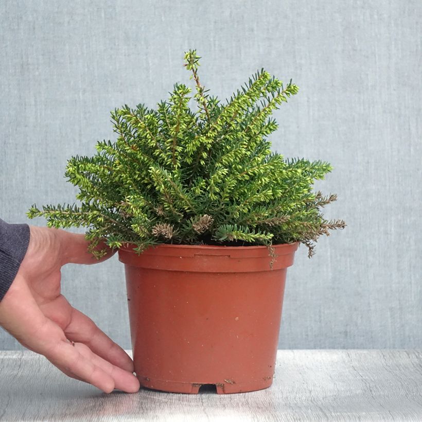 Erica darleyensis Winter Belles Katia - Winter Heath 2L/3L pot sample as delivered in summer
