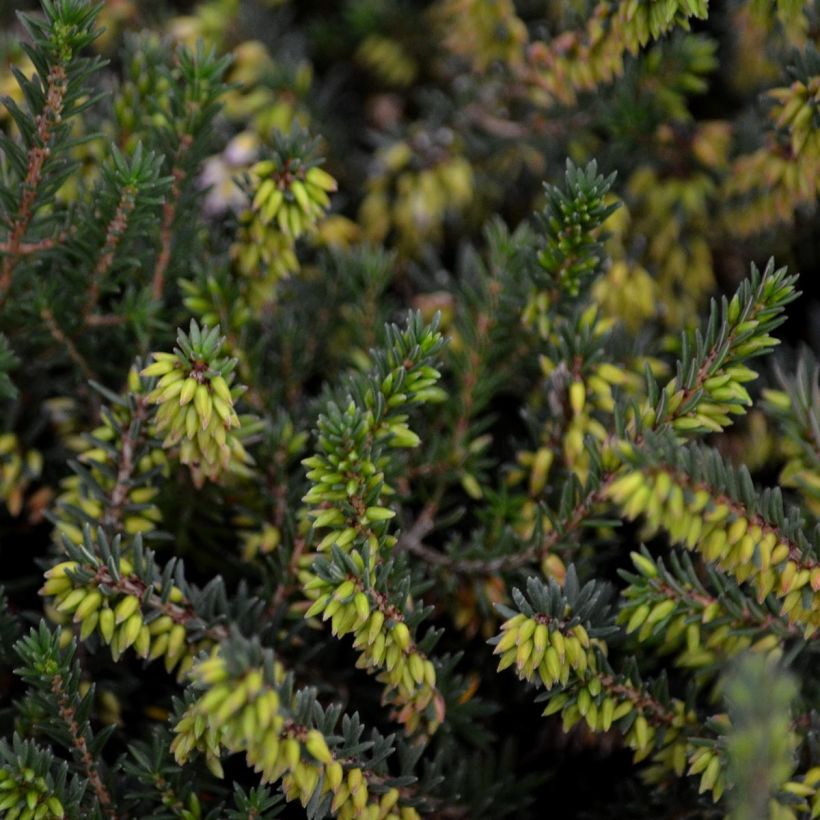 Erica  darleyensis Winter Belles PhoebeWinter Heath (Foliage)