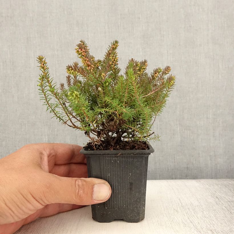 Erica  darleyensis Winter Belles PhoebeWinter Heath 8/9 cm pot sample as delivered in summer
