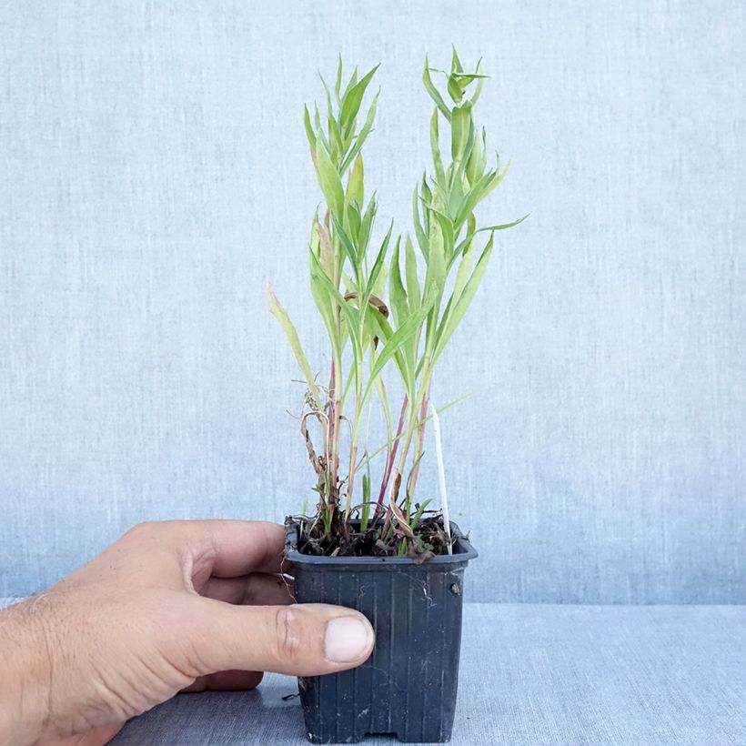 Erigeron Foersters Liebling 8/9 cm pot sample as delivered in summer