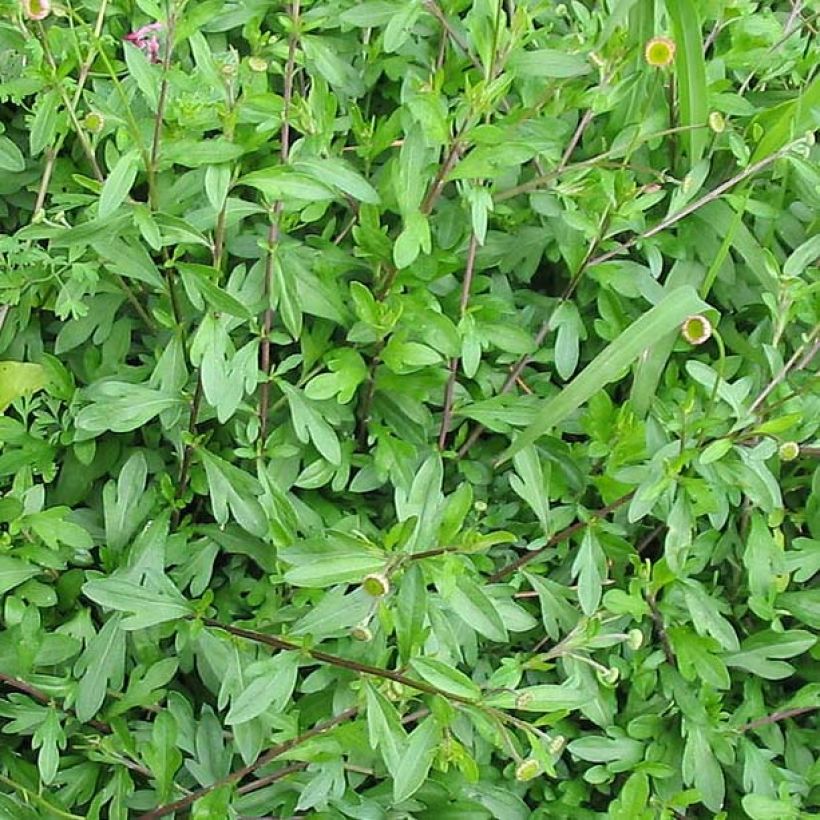 Erigeron karvinskianus (Foliage)