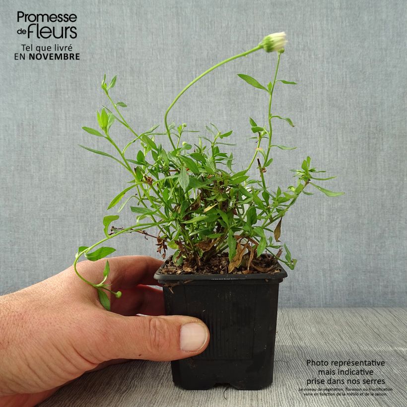 Erigeron karvinskianus Lavender Lady 8/9 cm pot sample as delivered in autumn