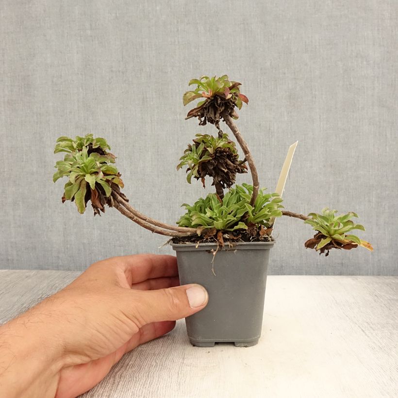 Erigeron eiomerus 7/8 cm pot sample as delivered in summer