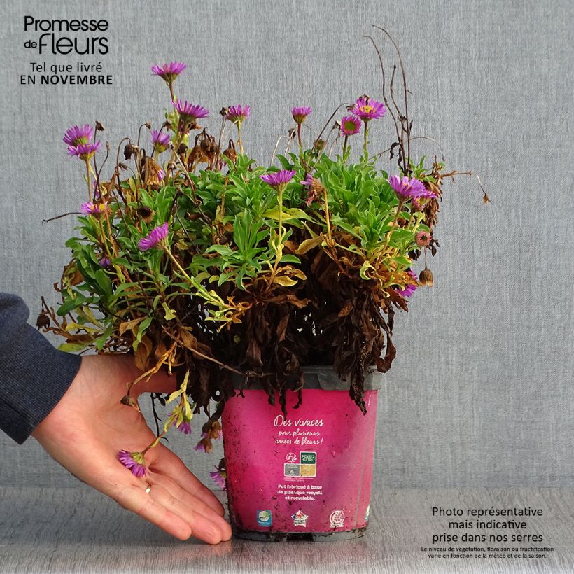 Erigeron eiomerus 2L/3L pot sample as delivered in autumn