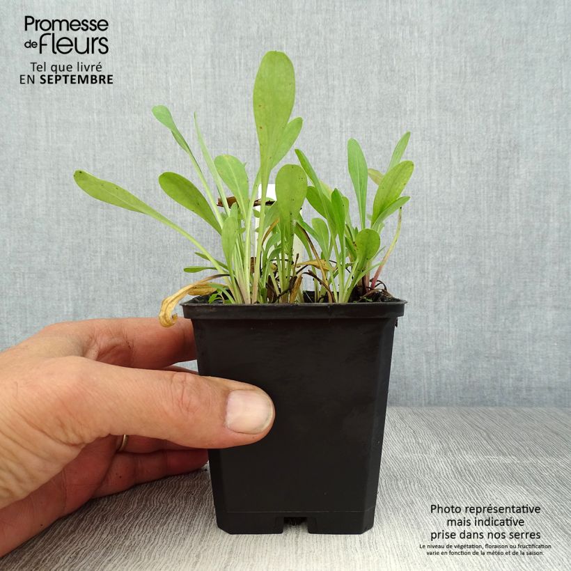 Erigeron Quakeress 8/9 cm pot sample as delivered in summer