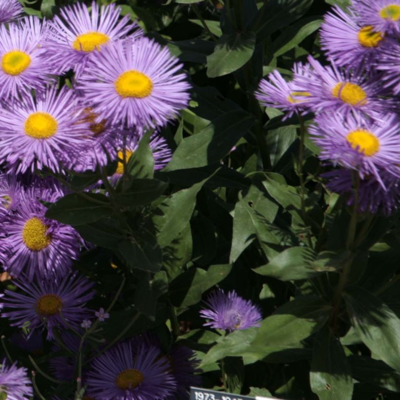 Erigeron Strahlenmeer (Foliage)