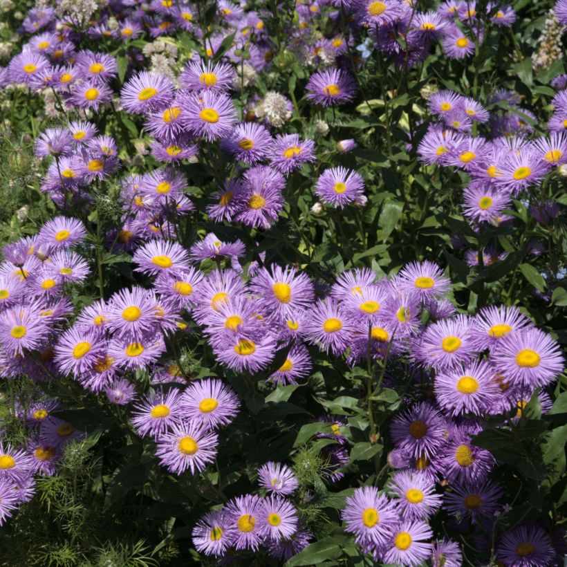 Erigeron Strahlenmeer (Flowering)