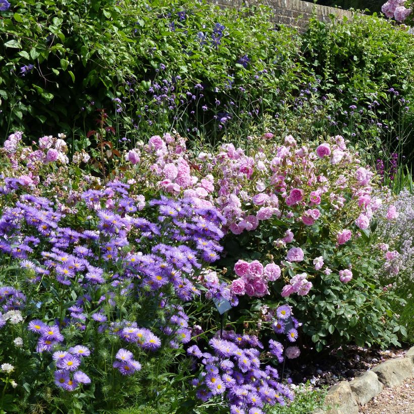 Erigeron Strahlenmeer (Plant habit)