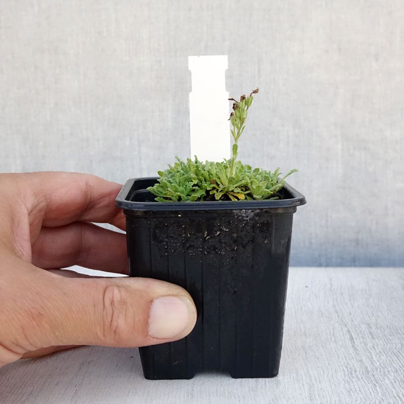 Erinus alpinus 8/9 cm pot sample as delivered in summer
