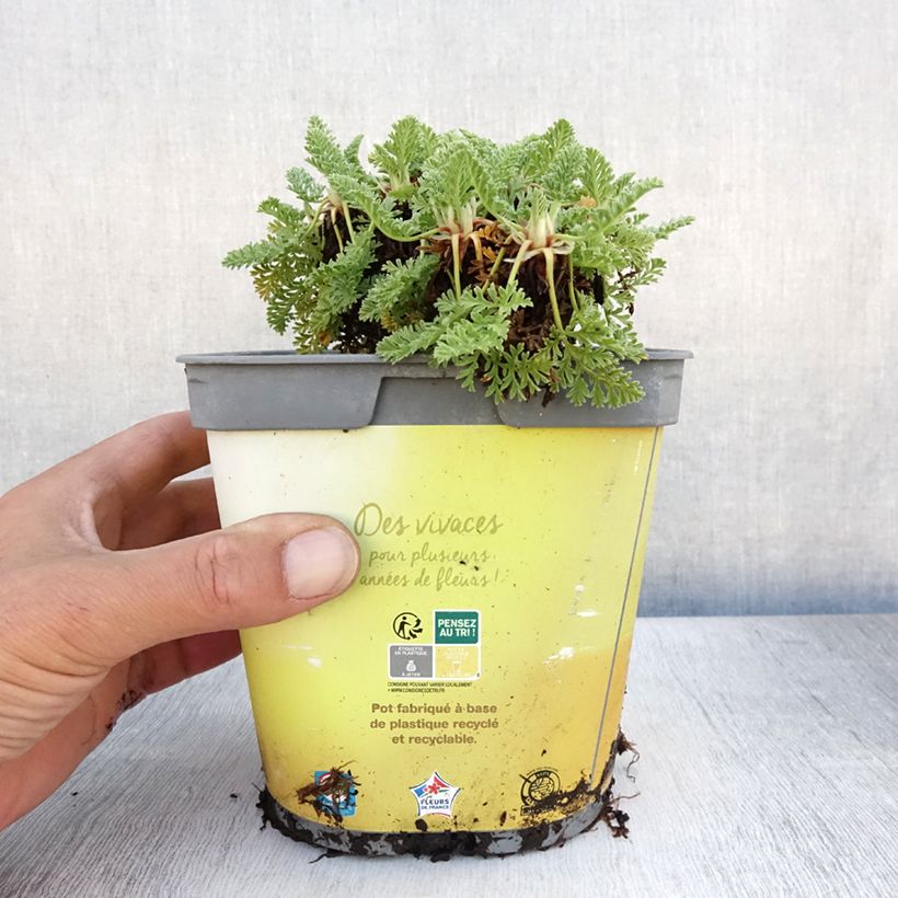 Erodium chrysanthum - Storksbill 2L/3L pot sample as delivered in summer