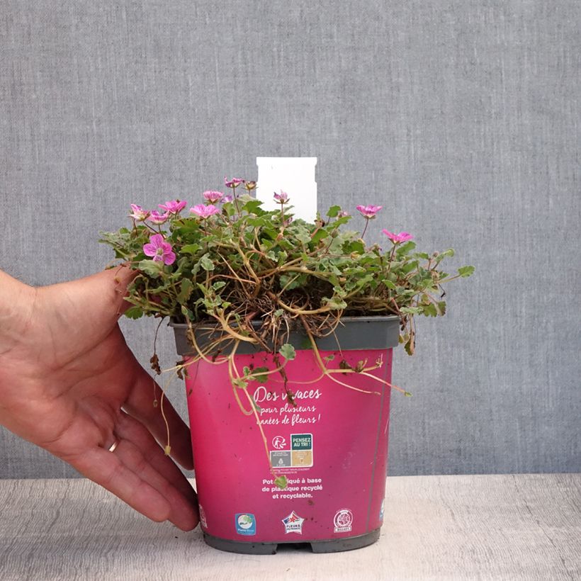 Erodium Bishops Form - Storksbill 2L/3L pot sample as delivered in summer
