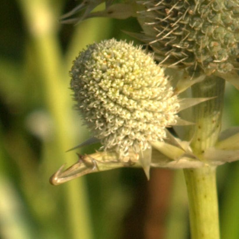 Eryngium agavifolium (Flowering)