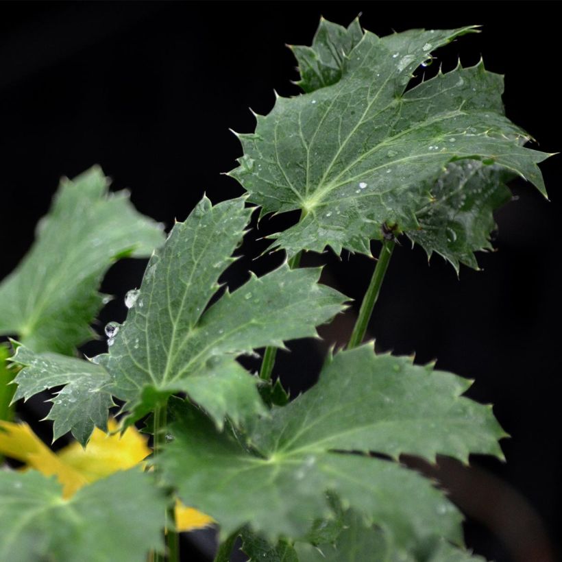 Eryngium zabelii Jos Eijking (Foliage)