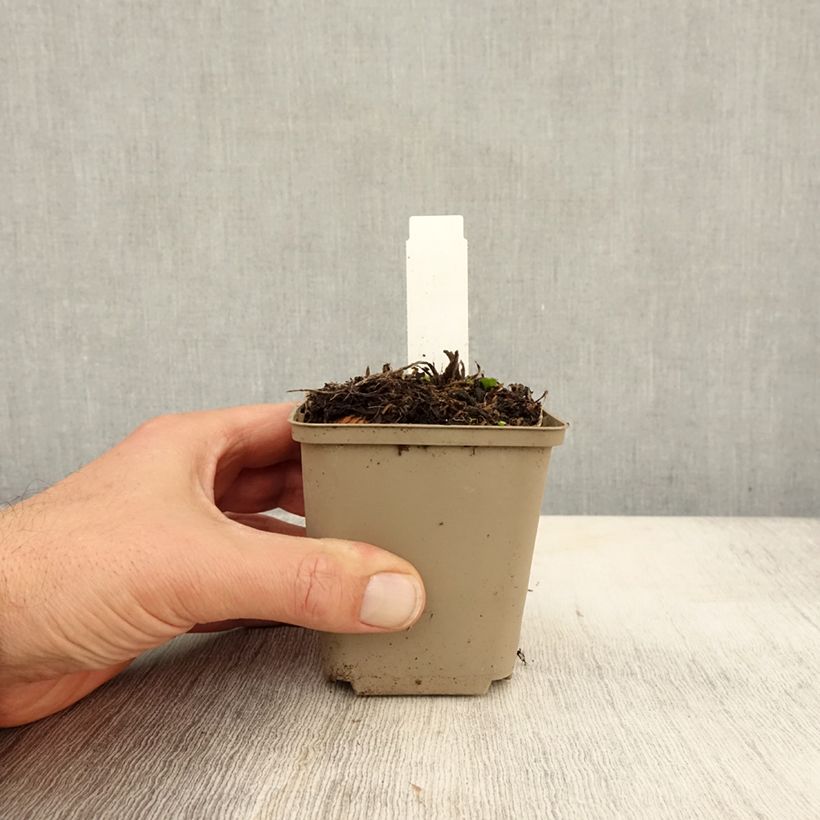 Eryngium zabelii Jos Eijking 8/9 cm pot sample as delivered in autumn