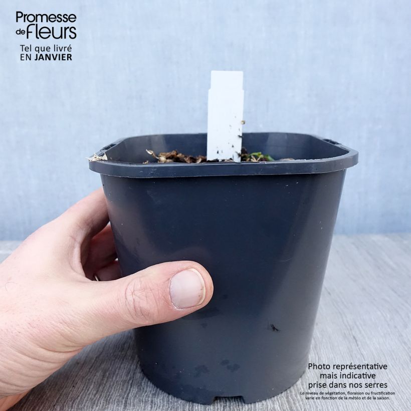 Eryngium maritimum 2L/3L pot sample as delivered in winter
