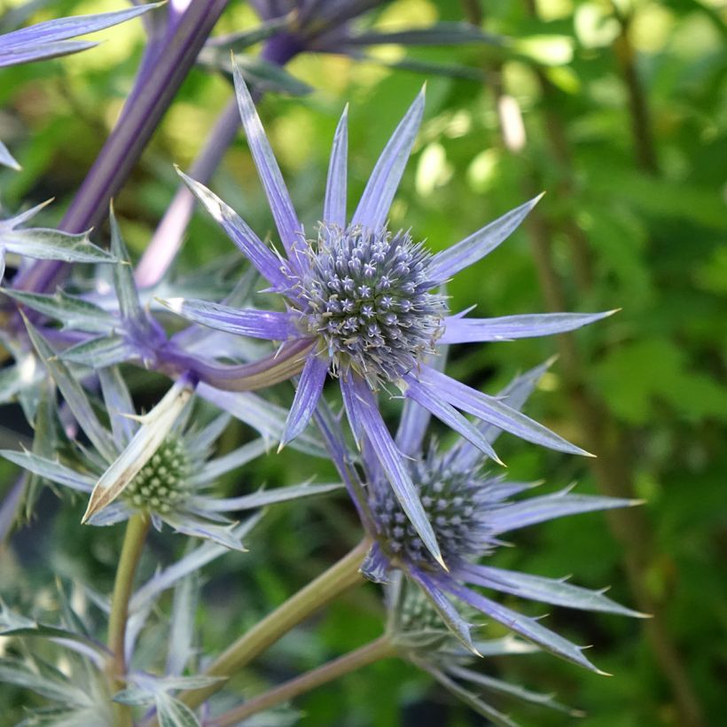Eryngium bourgatii Pico's Amethyst (Flowering)