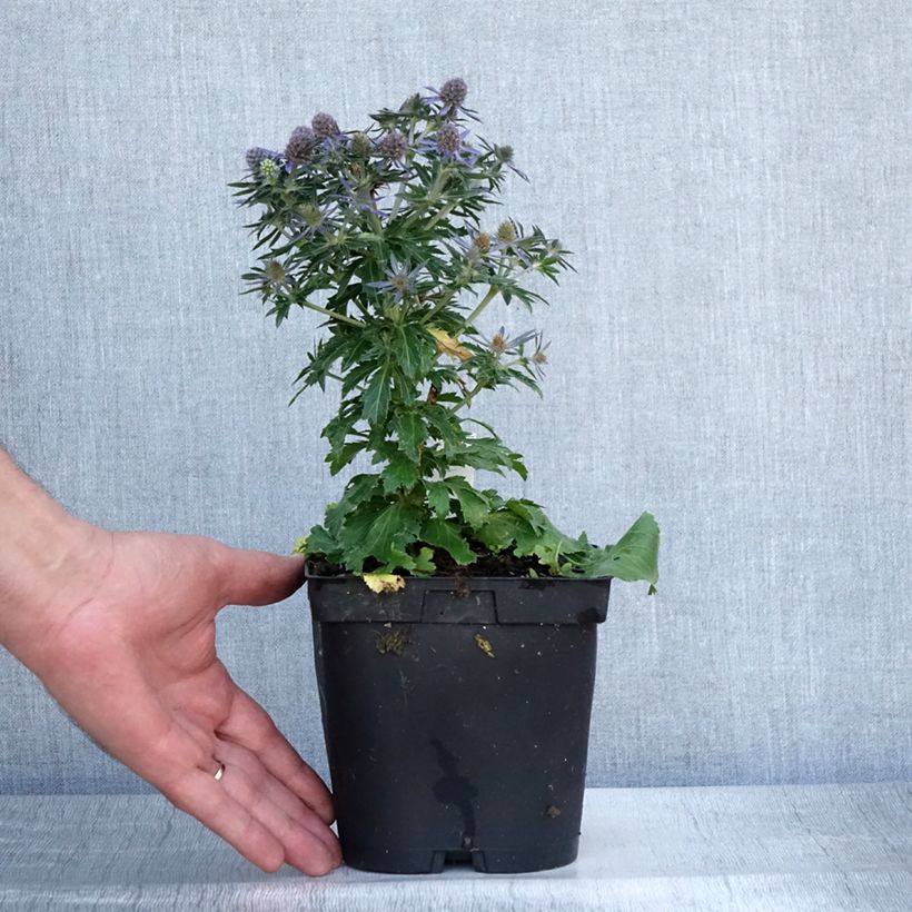 Eryngium planum Blue Hobbit 2L/3L pot sample as delivered in summer