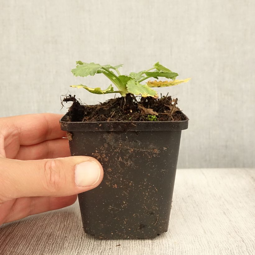 Eryngium tripartitum 8/9 cm pot sample as delivered in summer