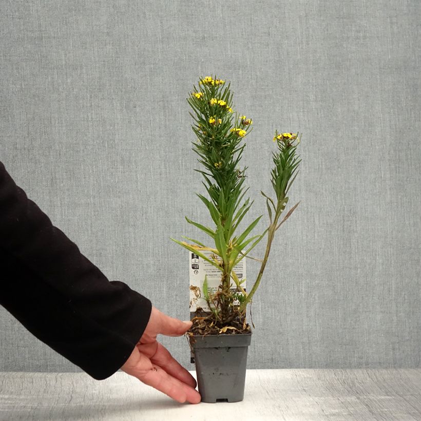 Erysimum alpinum - Wallflower 8/9 cm pot sample as delivered in summer