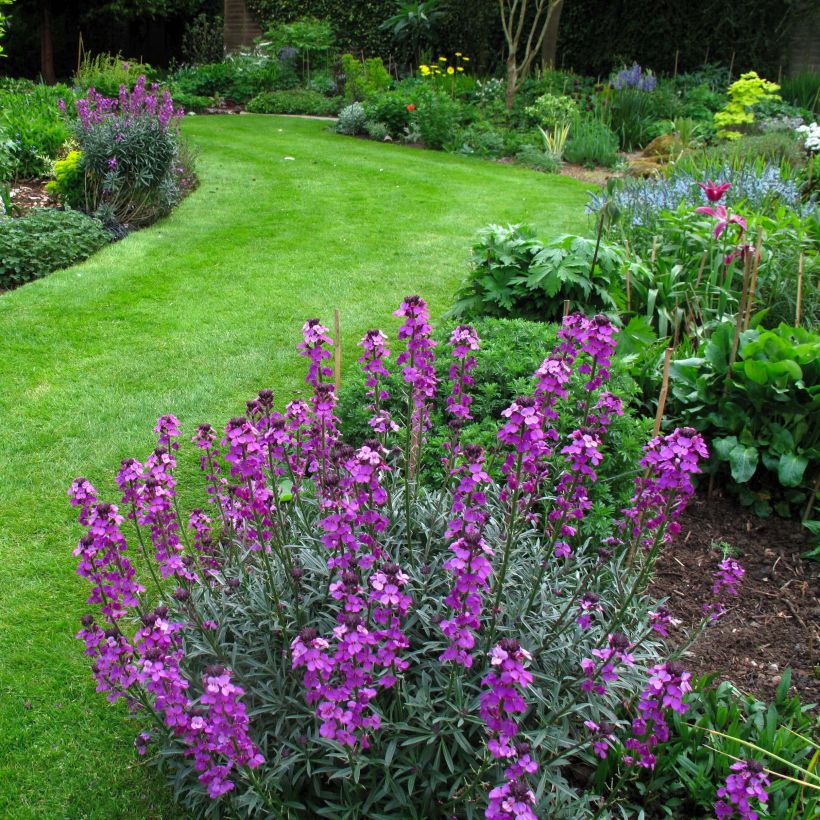 Erysimum linifolium Bowless Mauve - Wallflower (Plant habit)