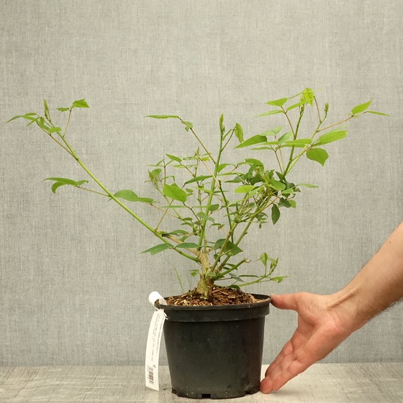 Erythrina Amélie Jeckert 3L/4L pot sample as delivered in summer