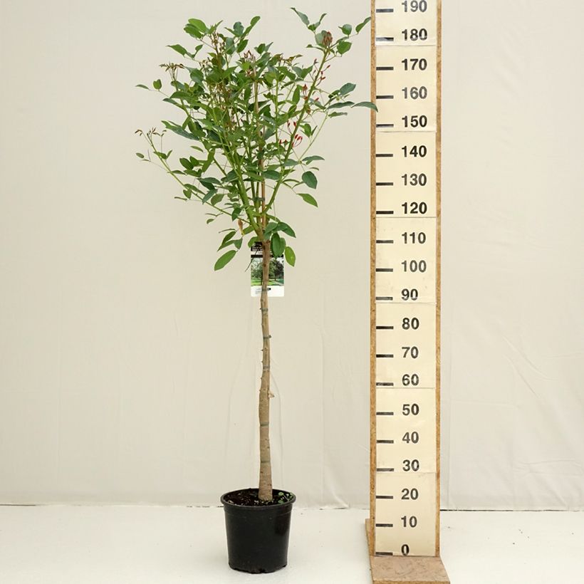 Erythrina crista-galli - Cockspur Coral Tree 7.5L/10L pot sample as delivered in spring
