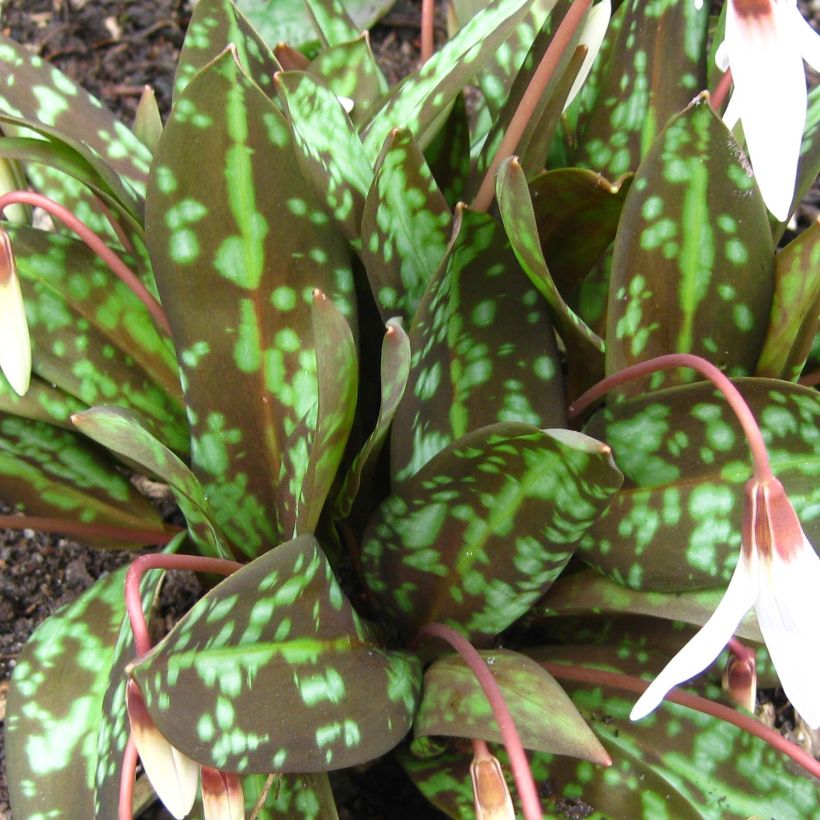 Erythronium dens-canis Snowflake (Foliage)