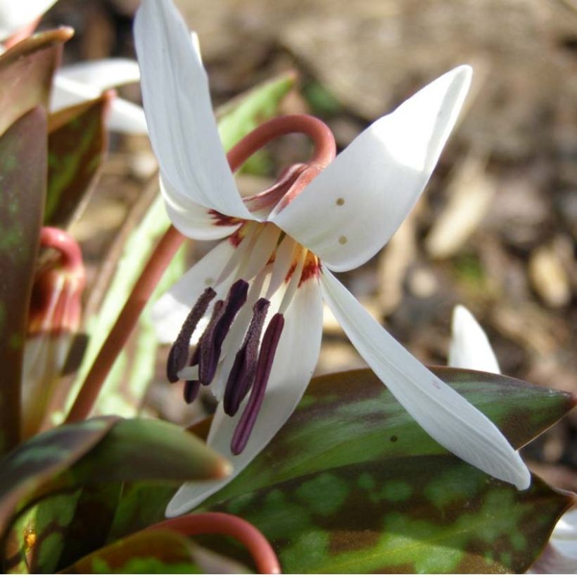 Erythronium dens-canis Snowflake (Flowering)