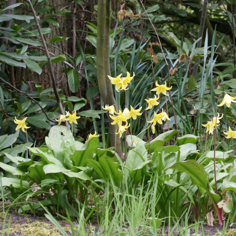 Erythronium tuolumnense Pagoda (Flowering)