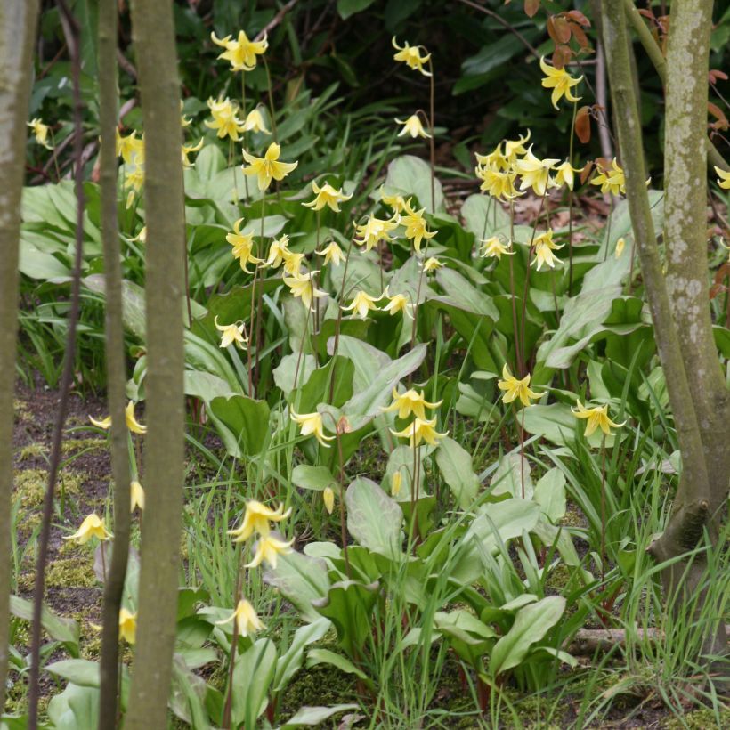 Erythronium tuolumnense Pagoda (Plant habit)