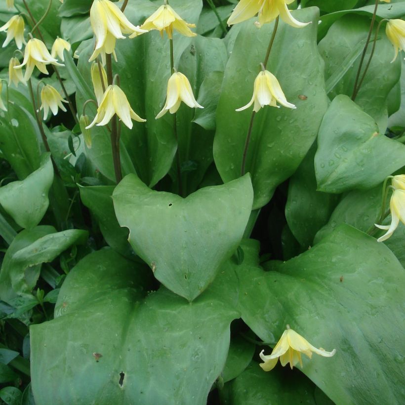 Erythronium tuolumnense Pagoda (Foliage)