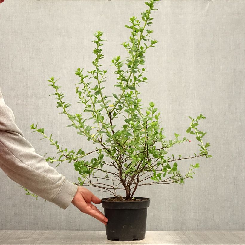 Escallonia virgata Apple Blossom 2L/3L pot sample as delivered in summer