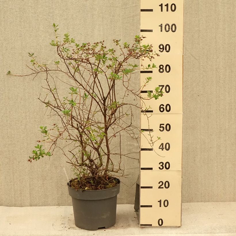 Escallonia C.F. Ball 7.5L/10L pot sample as delivered in summer