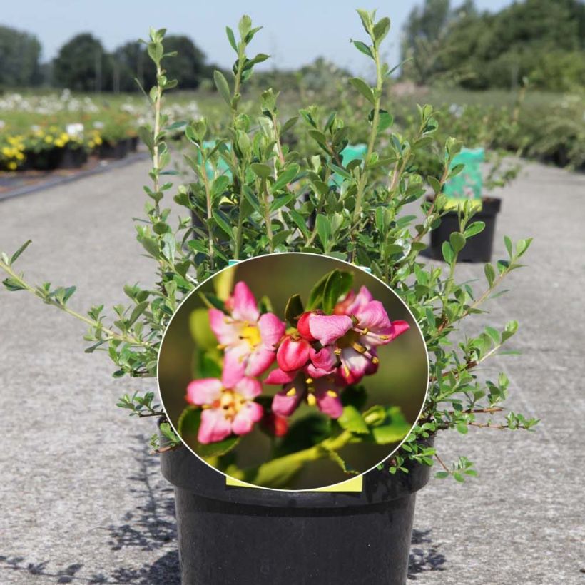 Escallonia Donard Seedling (Flowering)