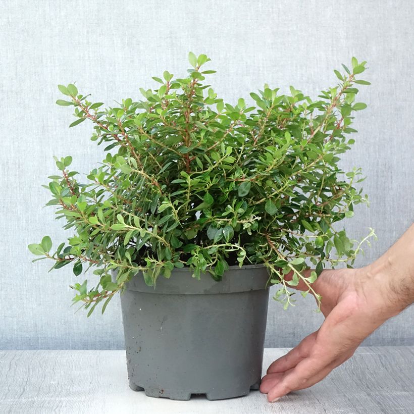 Escallonia Red Dream 2L/3L pot sample as delivered in summer