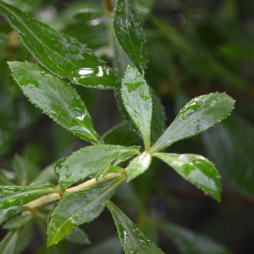 Escallonia Red Carpet (Foliage)