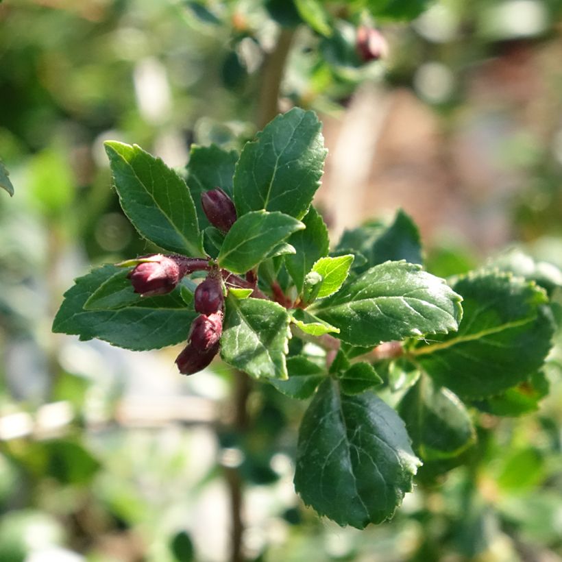 Escallonia Red Elf - Redclaws (Foliage)