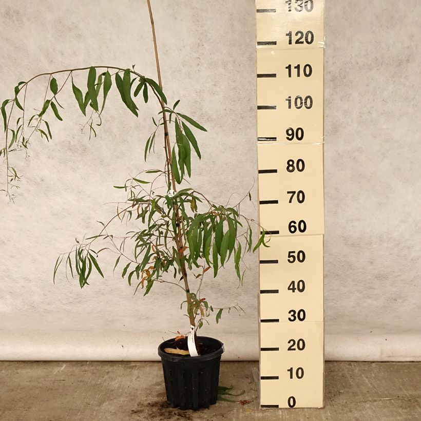 Eucalyptus aggregata 4L/5L pot sample as delivered in summer