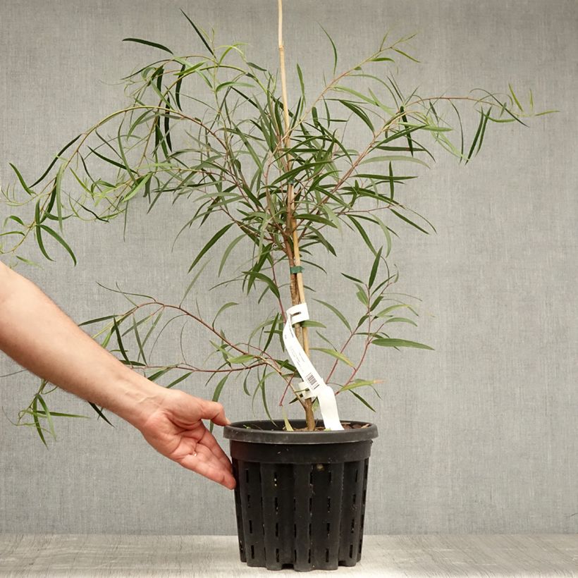 Eucalyptus apiculata 4L/5L pot sample as delivered in summer